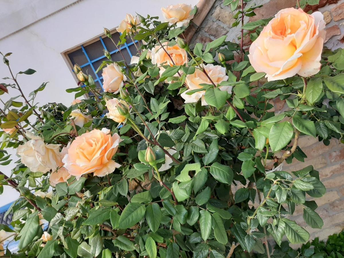 B&B La Casa In Campagna Collecorvino Екстер'єр фото